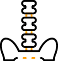 Columna Vertebral